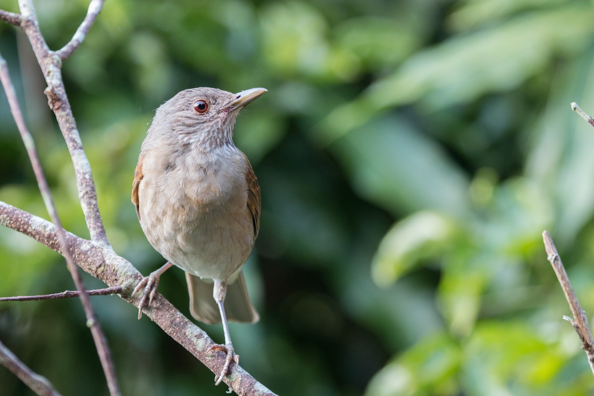 Pale-breasted Thrush - ML183173961