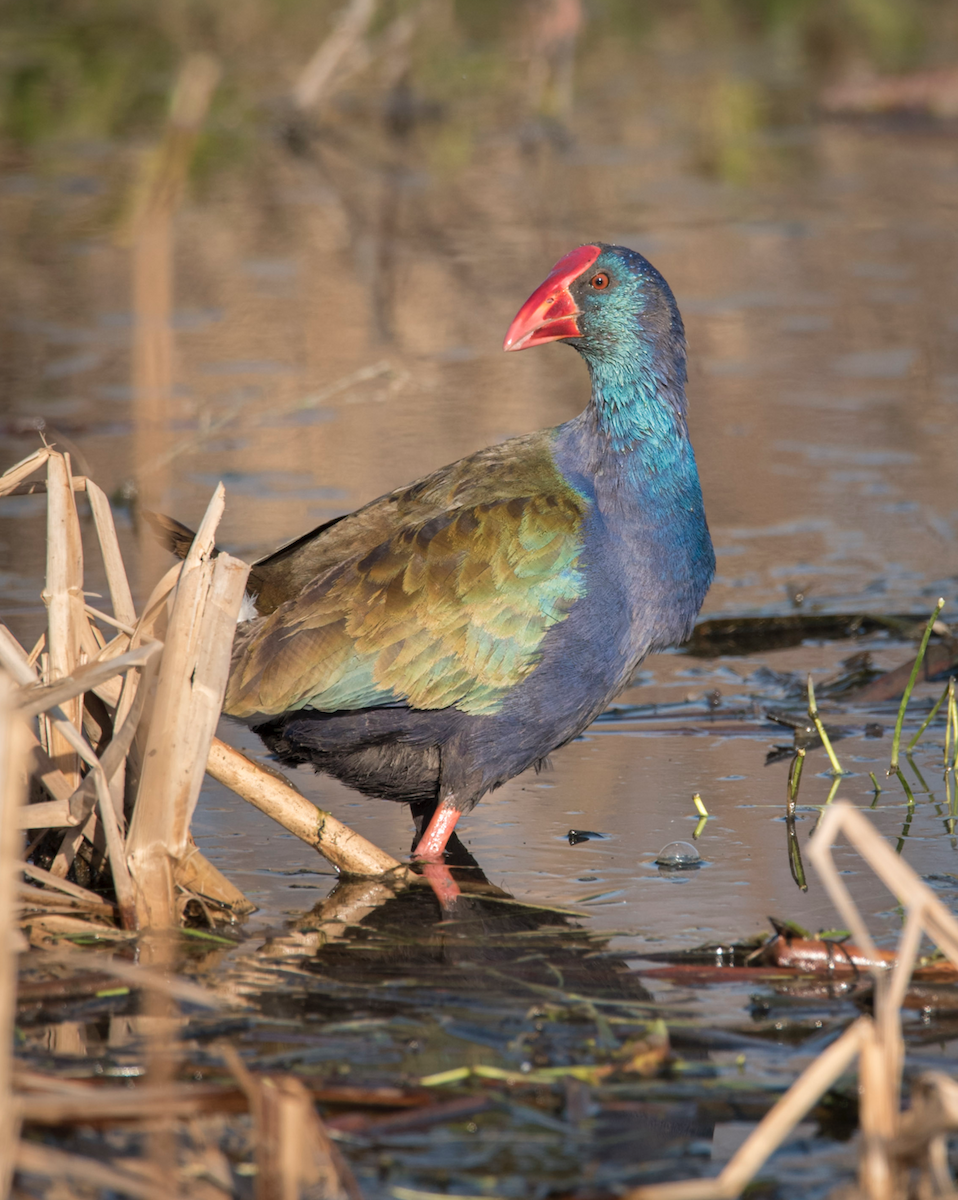 African Swamphen - Alistair Routledge