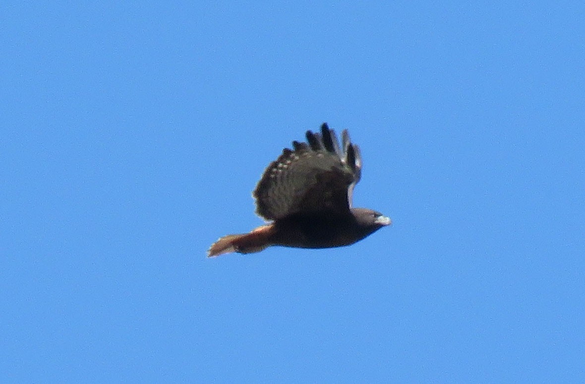 Red-tailed Hawk (calurus/alascensis) - ML183178211