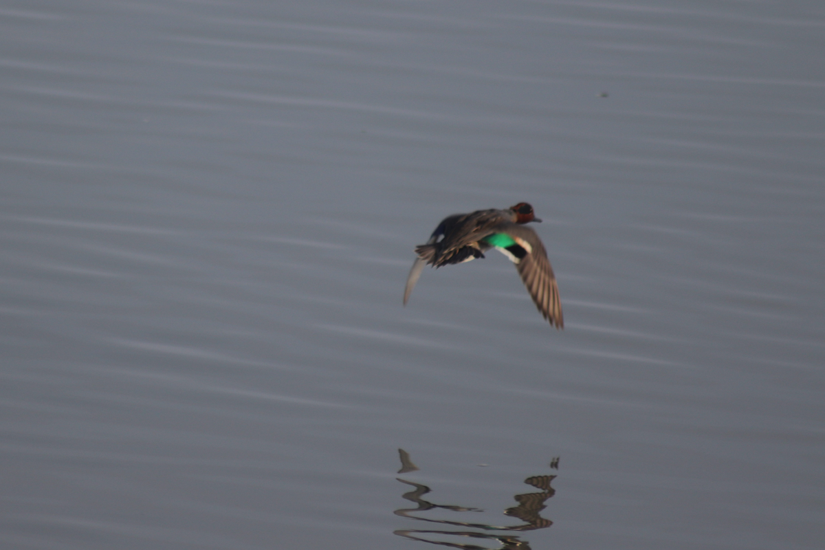 Green-winged Teal - ML183178531