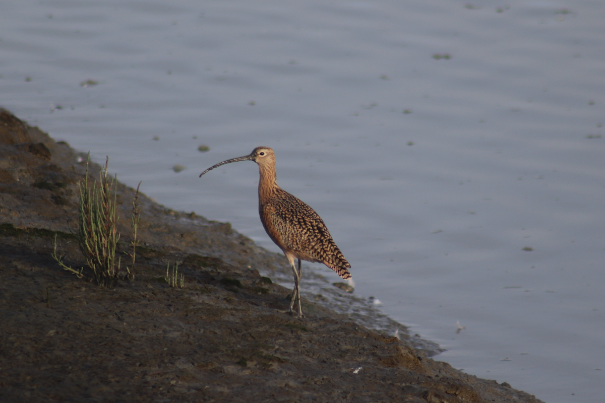Long-billed Curlew - ML183179281