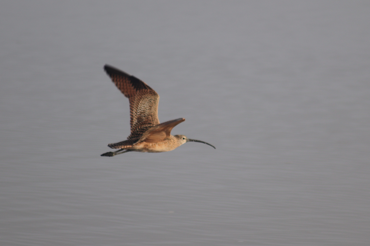 Long-billed Curlew - ML183179321