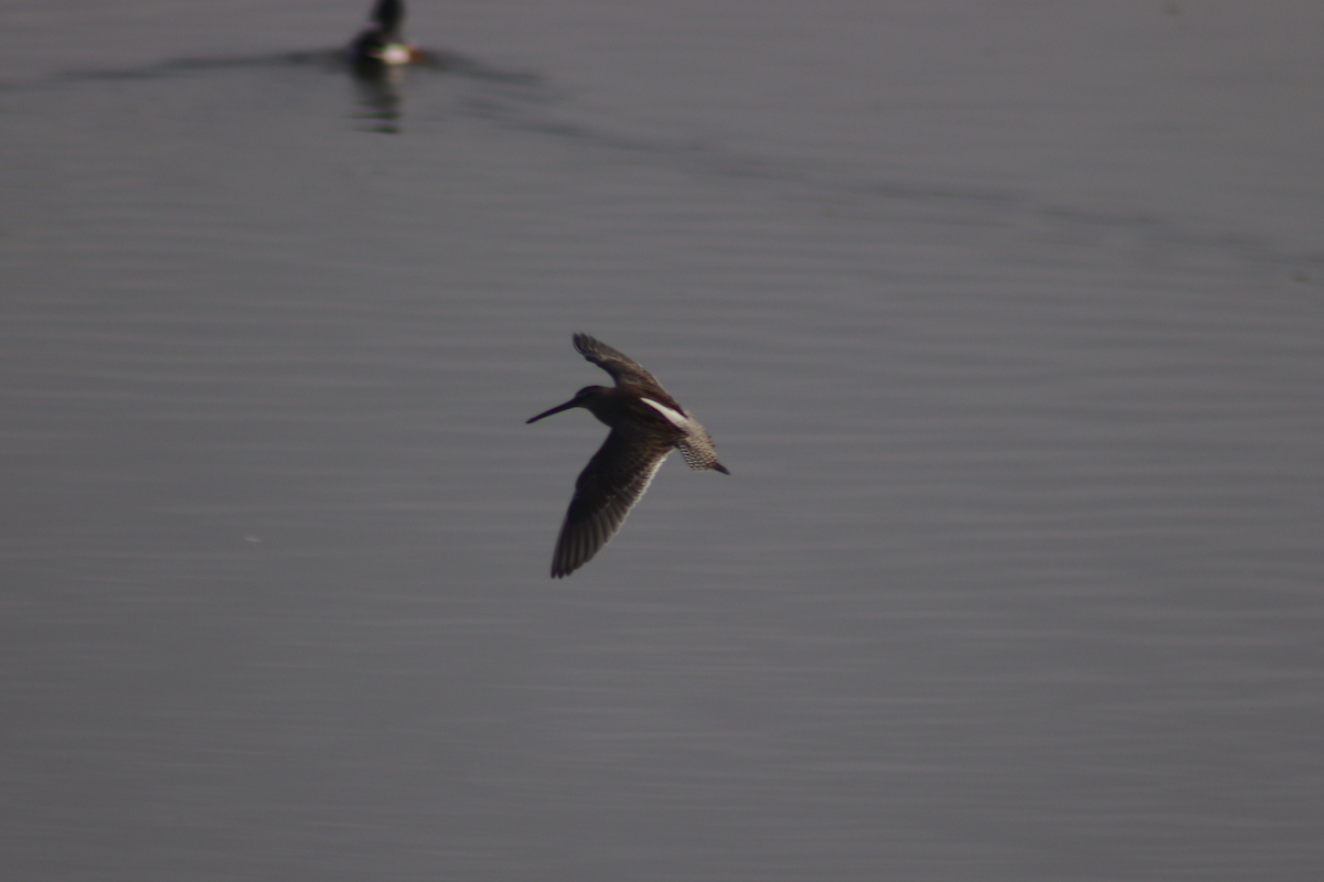 Long-billed Dowitcher - ML183179411