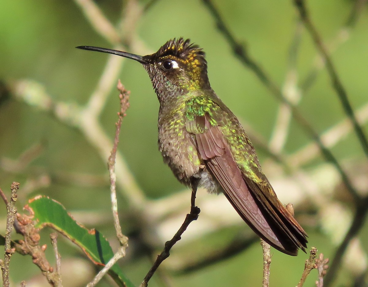 Rivoli's Hummingbird - Alfonso Auerbach