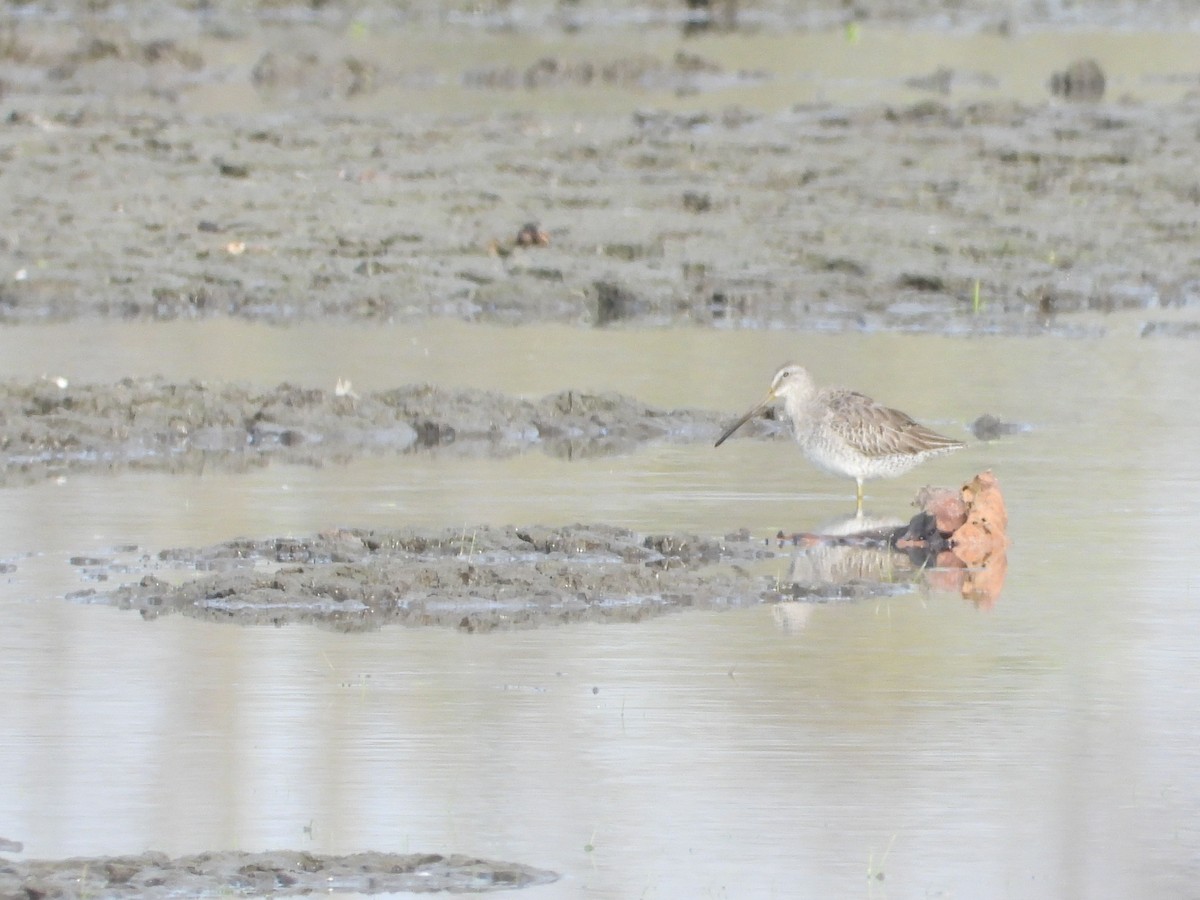 Long-billed Dowitcher - ML183187571