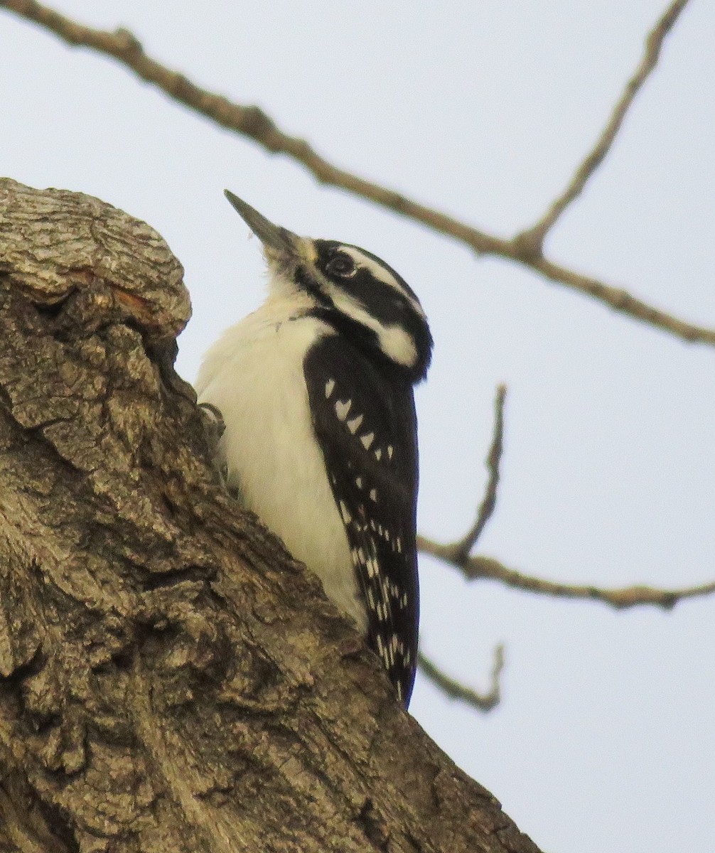 Hairy Woodpecker (Rocky Mts.) - ML183191021