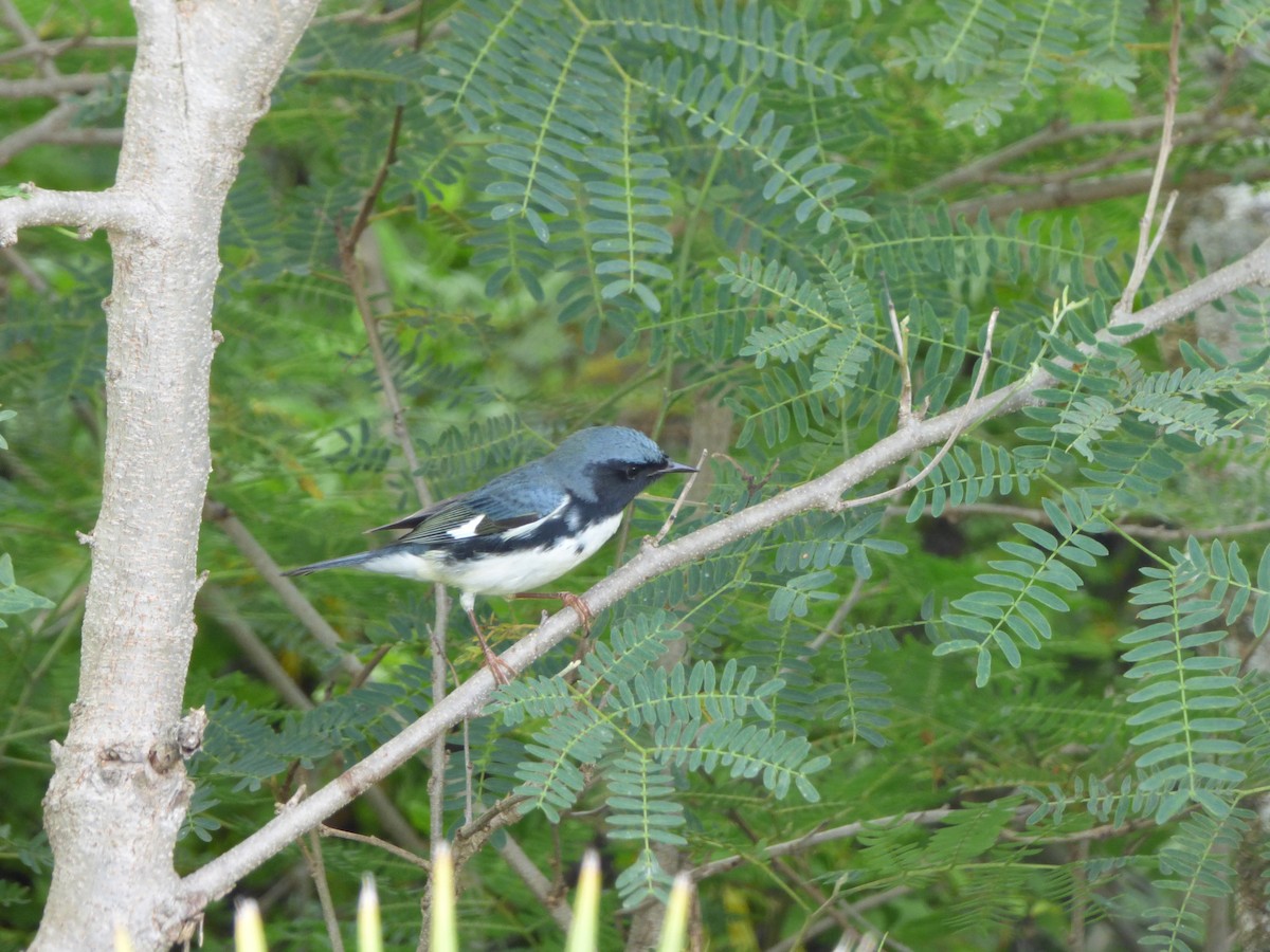 Black-throated Blue Warbler - ML183196081