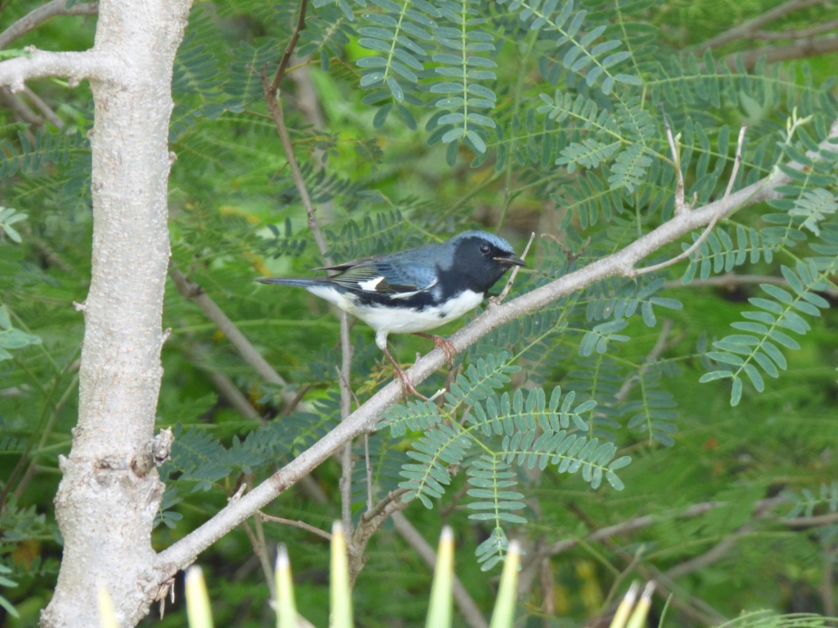 Black-throated Blue Warbler - Tarra Lindo