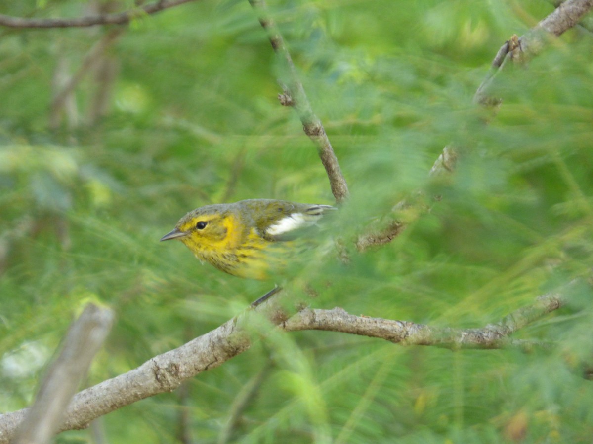 Cape May Warbler - ML183196821