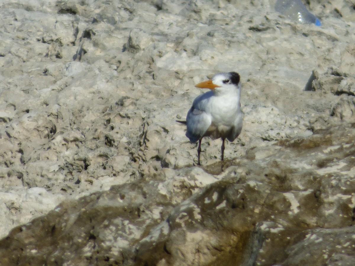 Royal Tern - Tarra Lindo