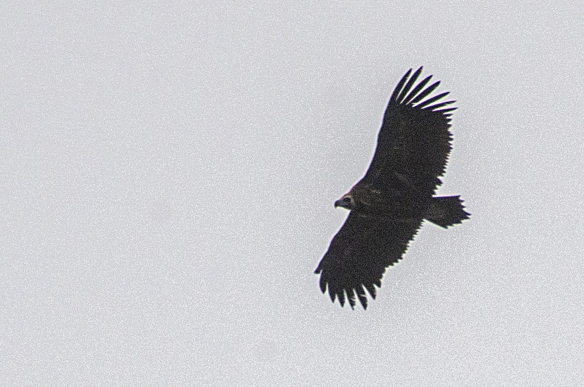 Cinereous Vulture - ML183205231
