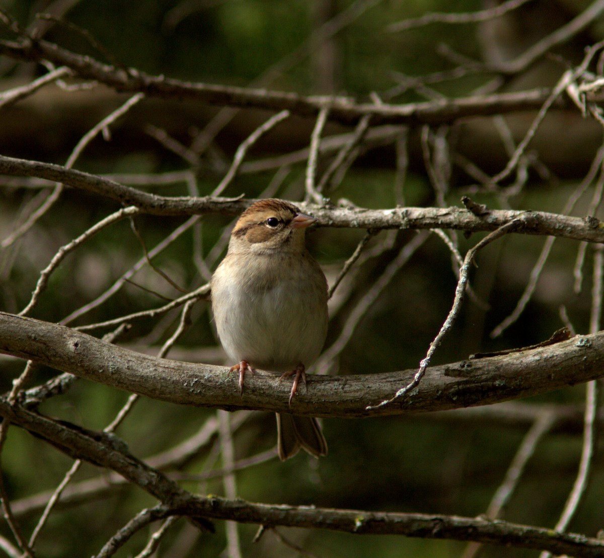Chipping Sparrow - ML183206321