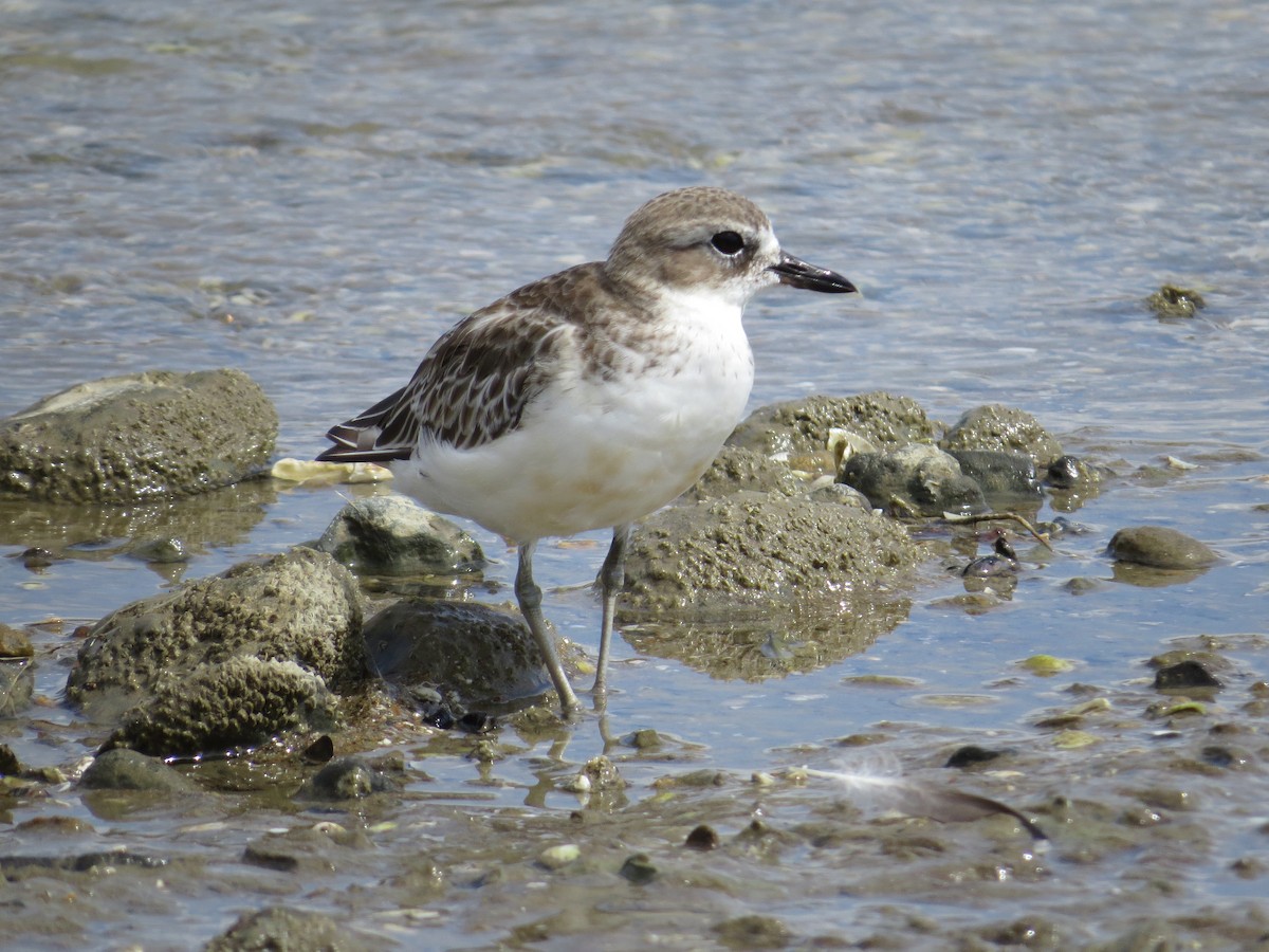 Red-breasted Dotterel - ML183206511