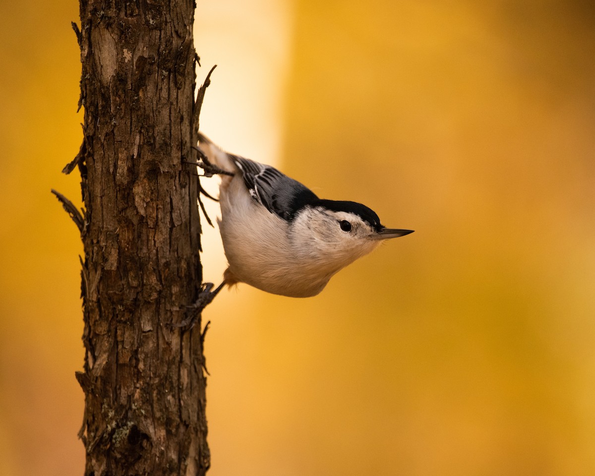 White-breasted Nuthatch - ML183208851