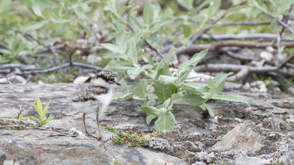 Semipalmated Plover - ML183209161