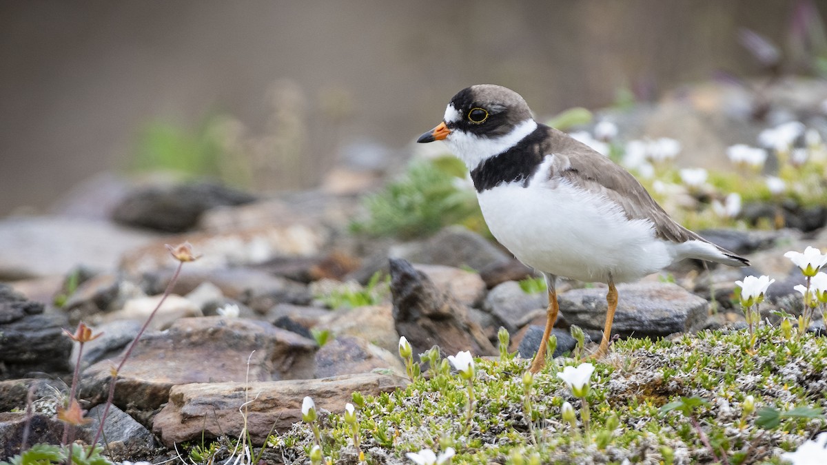 Semipalmated Plover - ML183209231