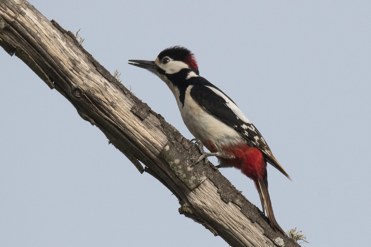 Great Spotted Woodpecker - Miguel Rouco