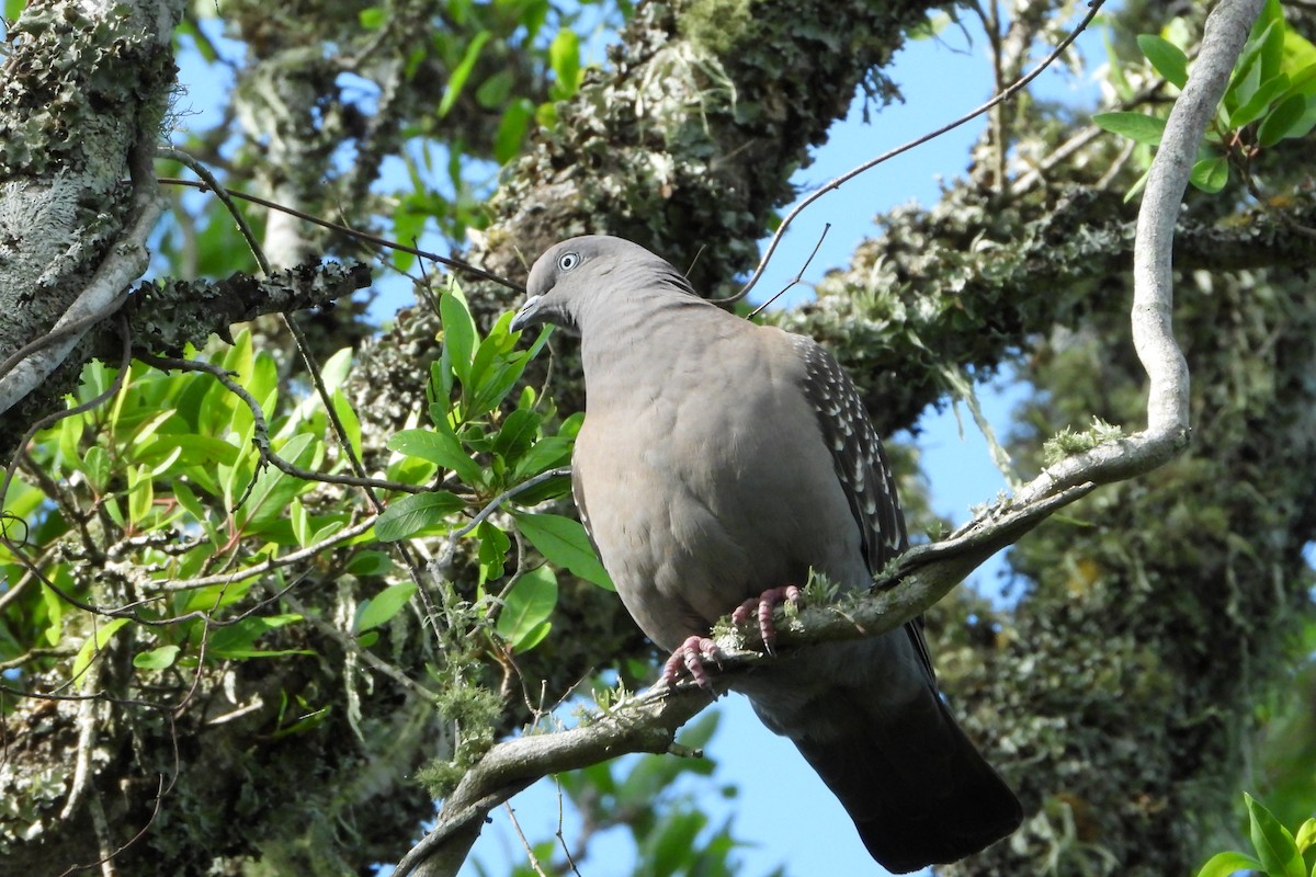 Spot-winged Pigeon - Ricardo Battistino