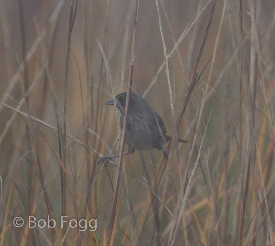 Seaside Sparrow - Bob Fogg