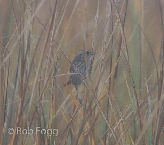 Saltmarsh Sparrow - Bob Fogg