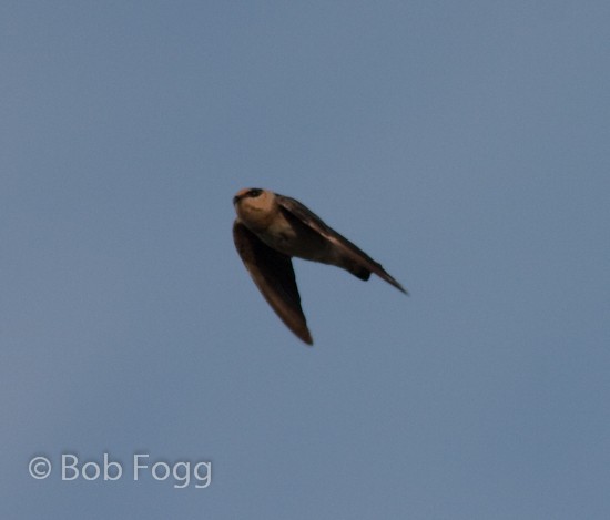 Cave Swallow - Bob Fogg