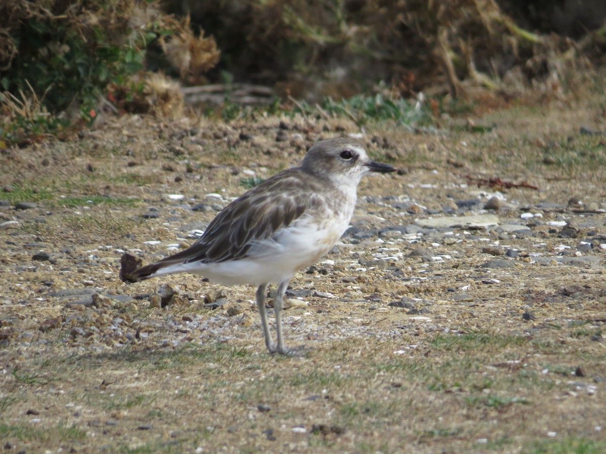 Red-breasted Dotterel - ML183219491