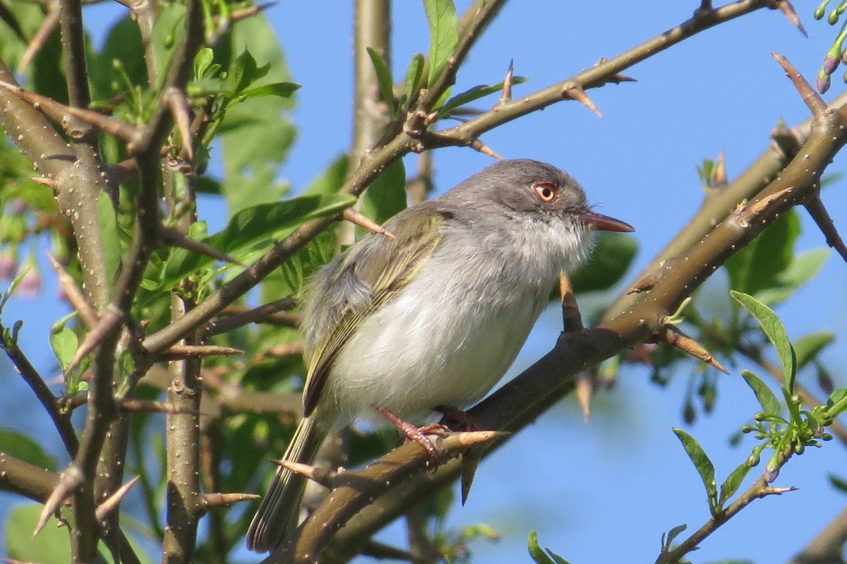 Pearly-vented Tody-Tyrant - ML183220531