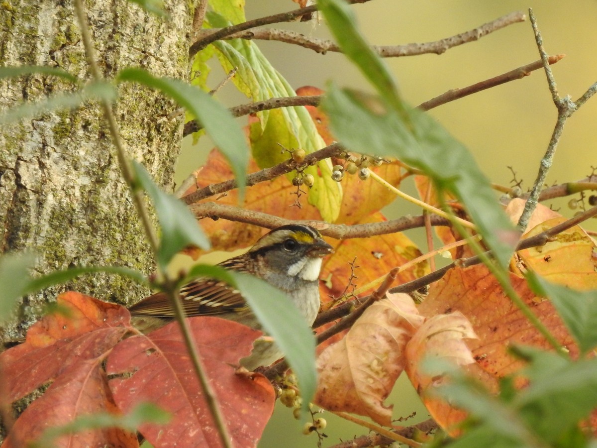 White-throated Sparrow - ML183221391