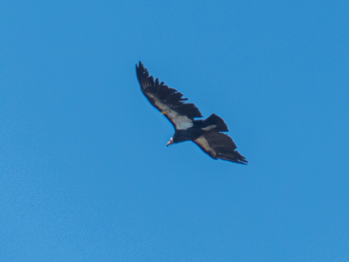 California Condor - ML183223731