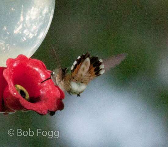 Rufous Hummingbird - ML183226031