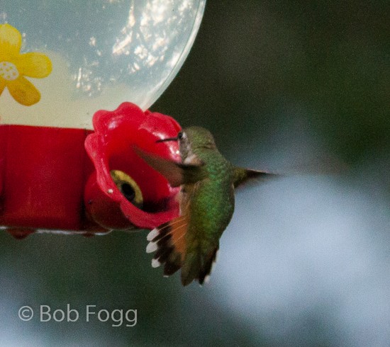 Rufous Hummingbird - ML183226041