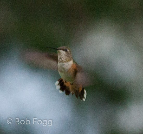 Rufous Hummingbird - ML183226051