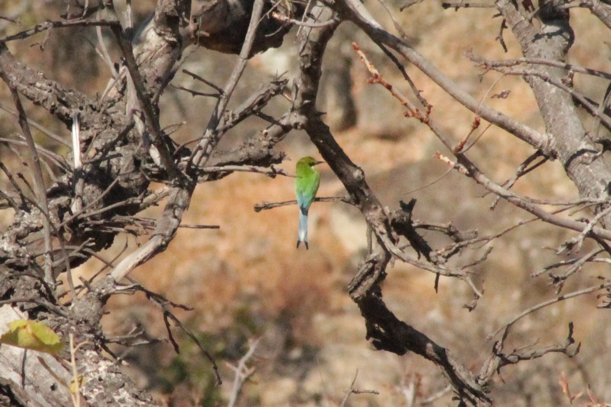 Swallow-tailed Bee-eater - ML183227281