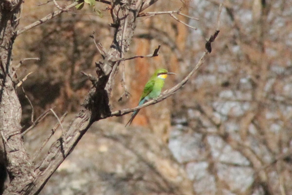 Swallow-tailed Bee-eater - ML183227291
