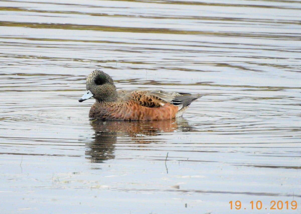 American Wigeon - dave haupt