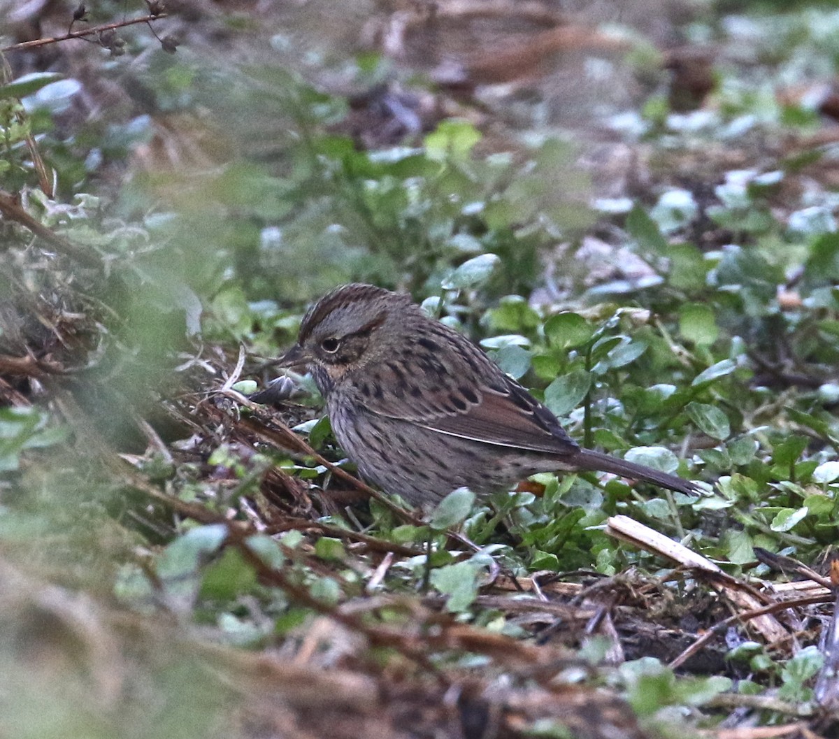 Lincoln's Sparrow - Pair of Wing-Nuts