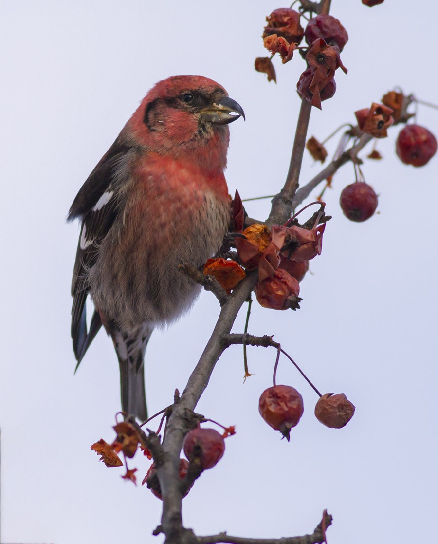 White-winged Crossbill - Michael Todd