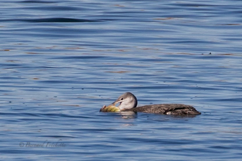 Red-throated Loon - ML183229921