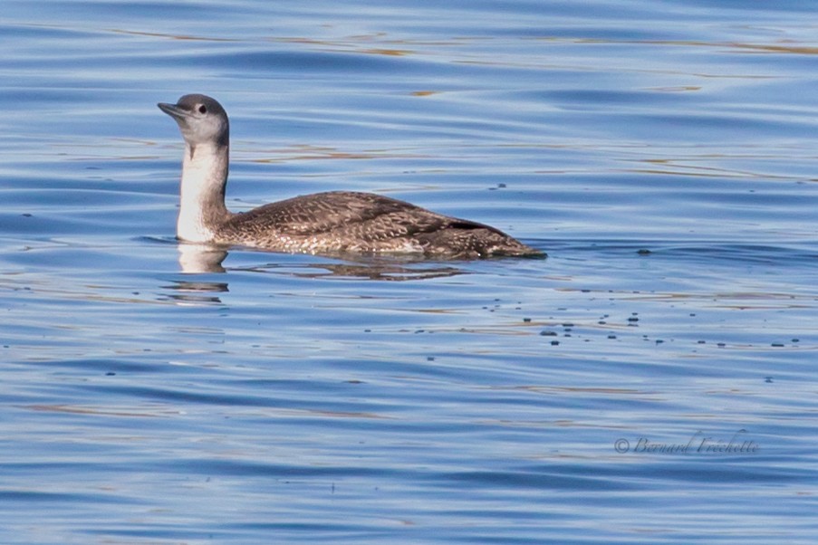 Red-throated Loon - ML183229931
