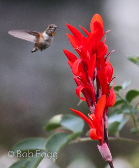 Rufous Hummingbird - ML183230571