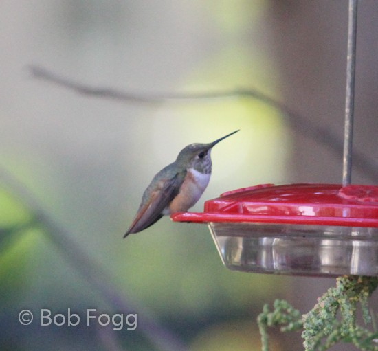 Rufous Hummingbird - ML183230731