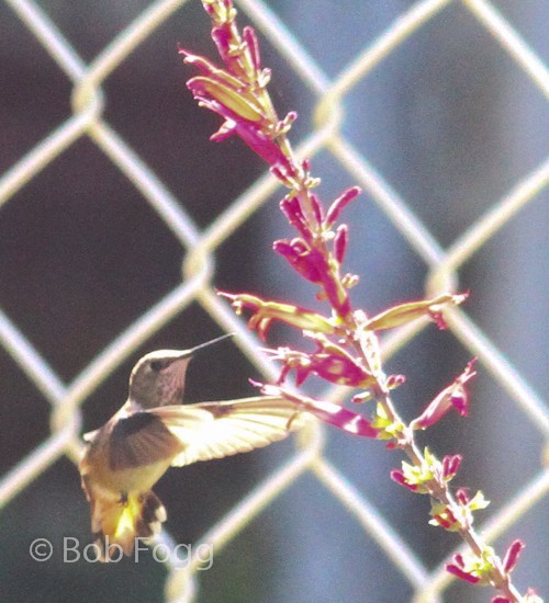 Rufous Hummingbird - Bob Fogg