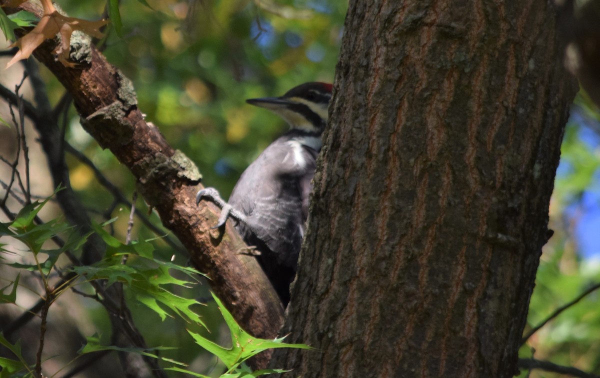 Pileated Woodpecker - ML183231051