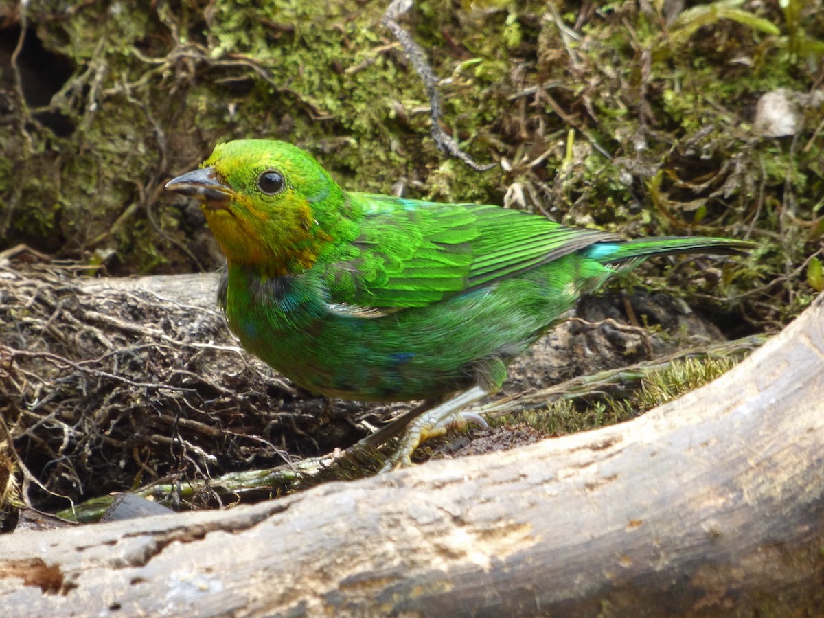 Multicolored Tanager - ML183233261