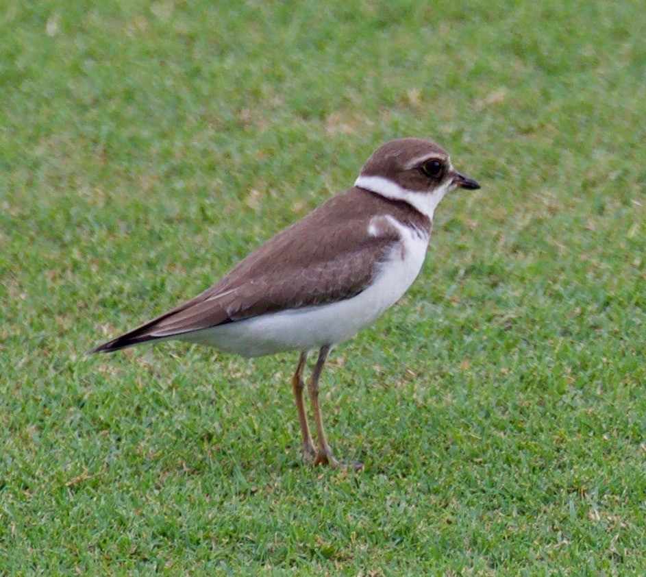 Semipalmated Plover - Ingela Persson