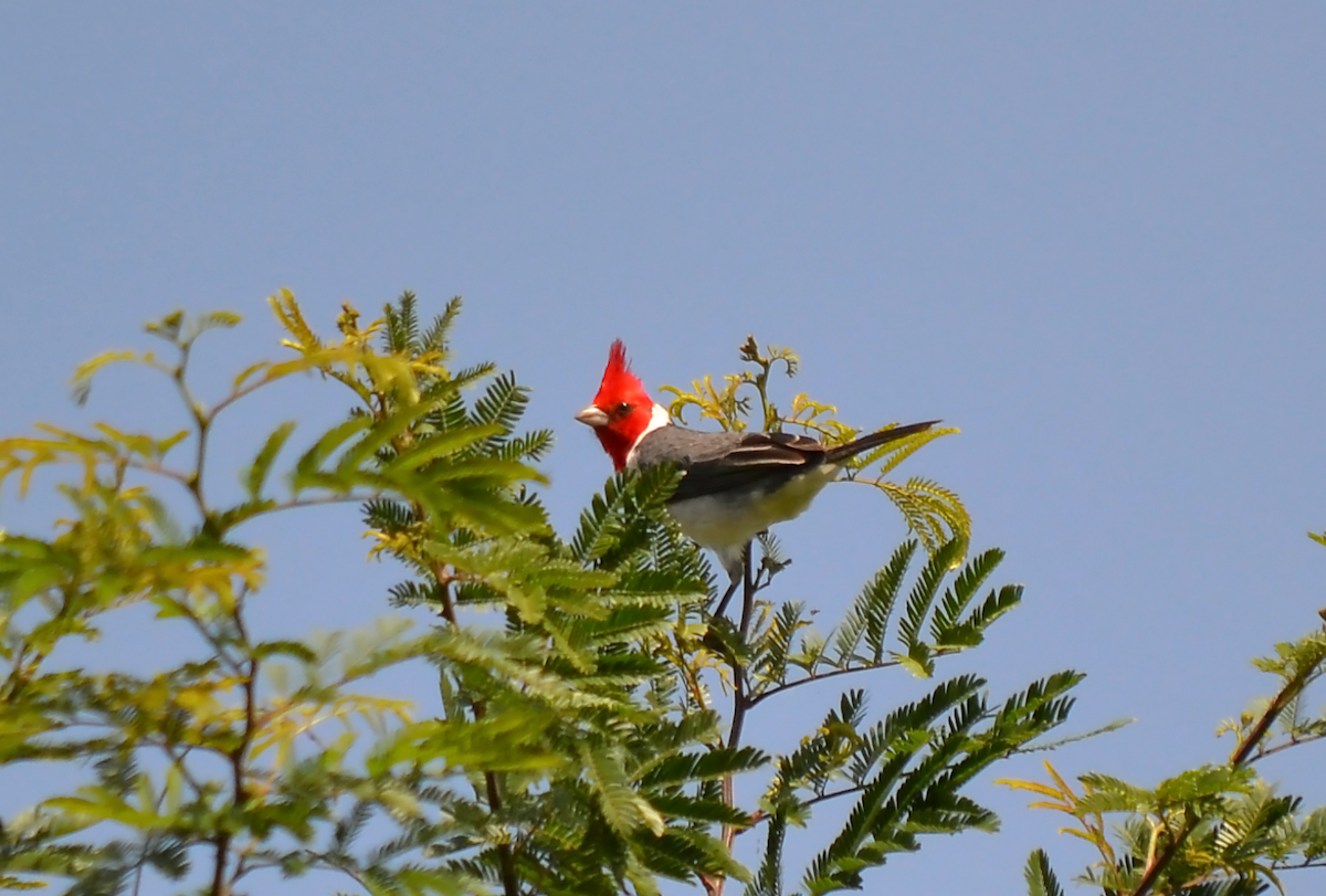 Red-crested Cardinal - ML183242431