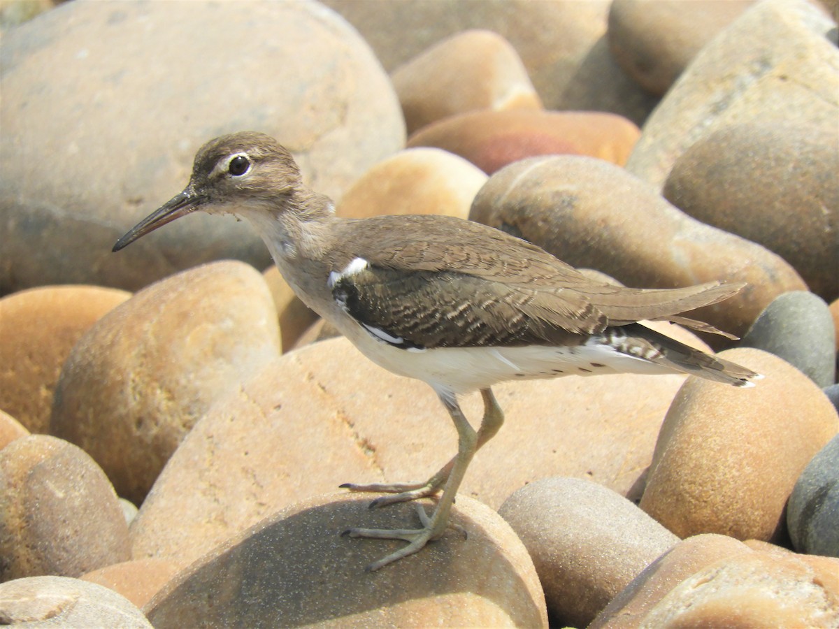 Spotted Sandpiper - Cliff Cordy