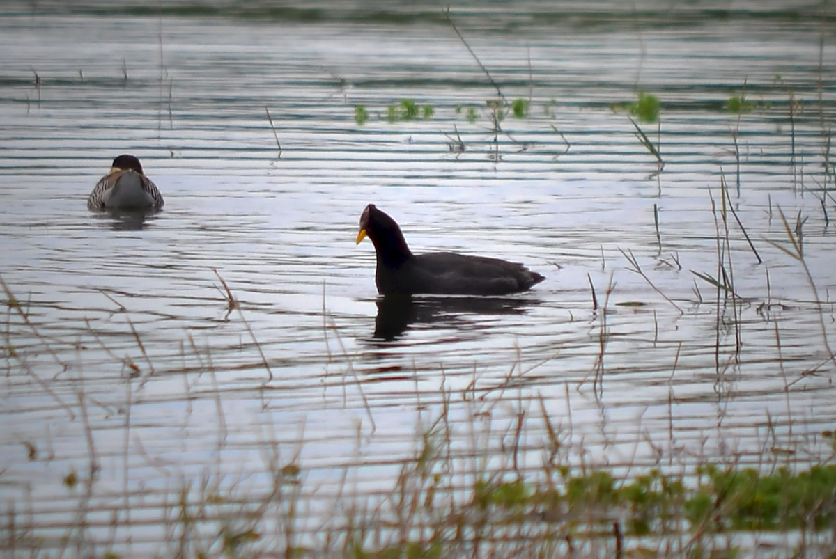 Red-fronted Coot - ML183243371