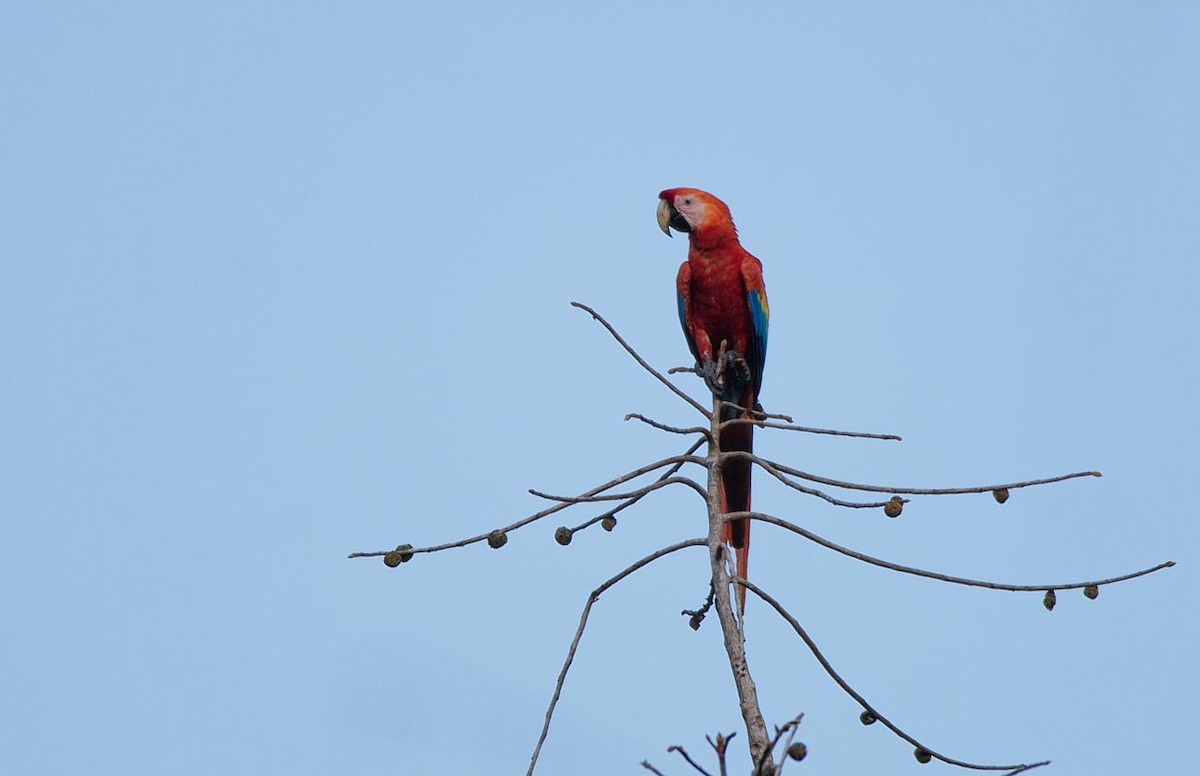 Scarlet Macaw - ML183247381