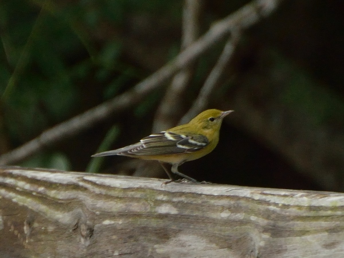 Bay-breasted Warbler - ML183249261
